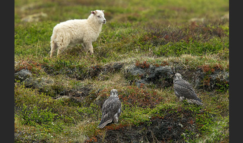 Gerfalke (Falco rusticolus)