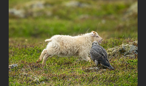 Gerfalke (Falco rusticolus)