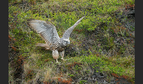 Gerfalke (Falco rusticolus)