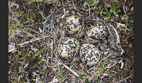 Goldregenpfeifer (Pluvialis apricaria)