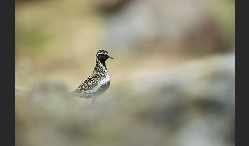 Goldregenpfeifer (Pluvialis apricaria)