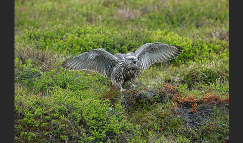 Gerfalke (Falco rusticolus)