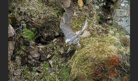 Gerfalke (Falco rusticolus)