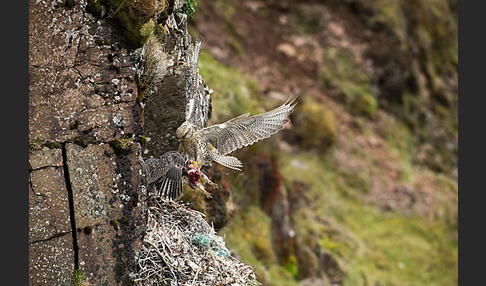 Gerfalke (Falco rusticolus)