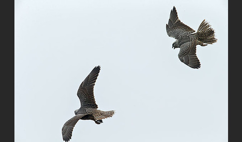 Gerfalke (Falco rusticolus)