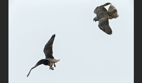 Gerfalke (Falco rusticolus)