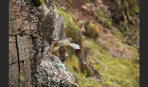 Gerfalke (Falco rusticolus)