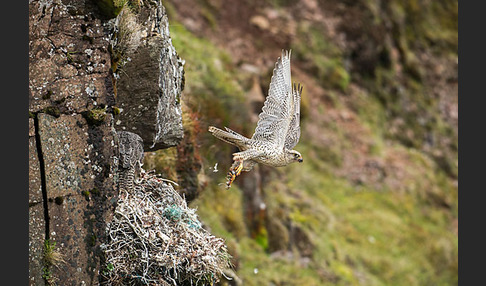 Gerfalke (Falco rusticolus)