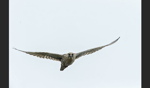 Gerfalke (Falco rusticolus)