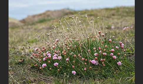 Gewöhnliche Grasnelke (Armeria maritima)