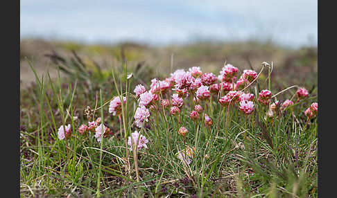 Gewöhnliche Grasnelke (Armeria maritima)