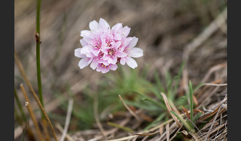 Gewöhnliche Grasnelke (Armeria maritima)