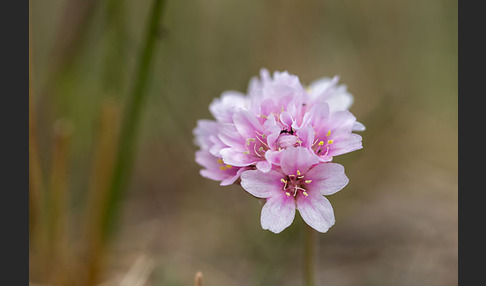 Gewöhnliche Grasnelke (Armeria maritima)