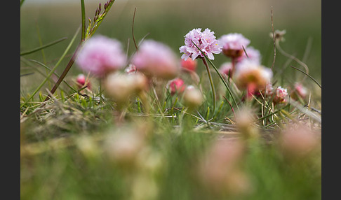 Gewöhnliche Grasnelke (Armeria maritima)