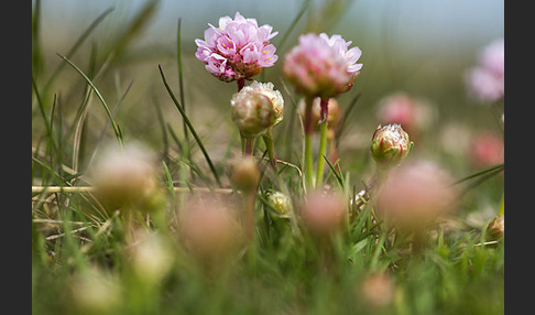 Gewöhnliche Grasnelke (Armeria maritima)