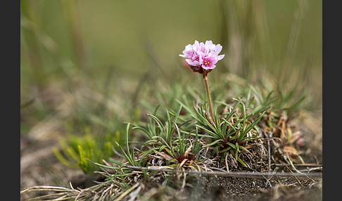 Gewöhnliche Grasnelke (Armeria maritima)