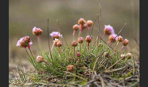 Gewöhnliche Grasnelke (Armeria maritima)