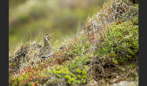 Goldregenpfeifer (Pluvialis apricaria)