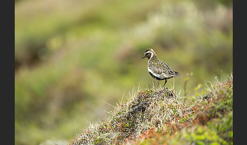 Goldregenpfeifer (Pluvialis apricaria)