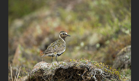 Goldregenpfeifer (Pluvialis apricaria)