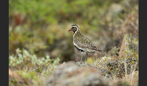 Goldregenpfeifer (Pluvialis apricaria)