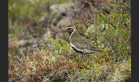 Goldregenpfeifer (Pluvialis apricaria)