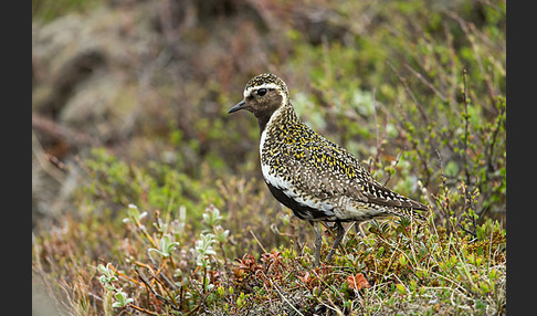 Goldregenpfeifer (Pluvialis apricaria)