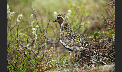 Goldregenpfeifer (Pluvialis apricaria)