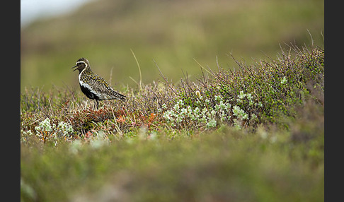 Goldregenpfeifer (Pluvialis apricaria)