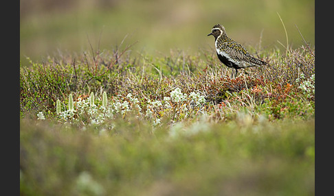 Goldregenpfeifer (Pluvialis apricaria)