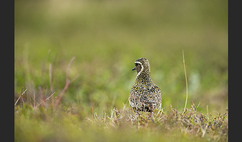 Goldregenpfeifer (Pluvialis apricaria)