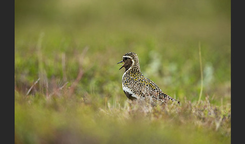 Goldregenpfeifer (Pluvialis apricaria)