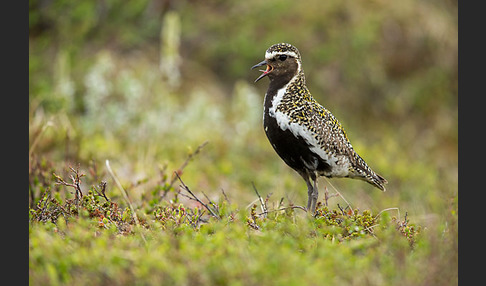 Goldregenpfeifer (Pluvialis apricaria)