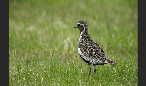 Goldregenpfeifer (Pluvialis apricaria)