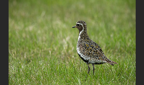 Goldregenpfeifer (Pluvialis apricaria)