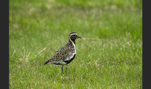 Goldregenpfeifer (Pluvialis apricaria)