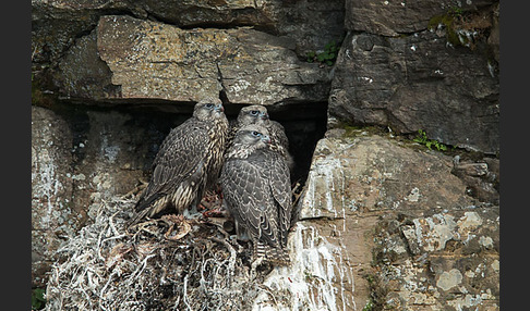 Gerfalke (Falco rusticolus)