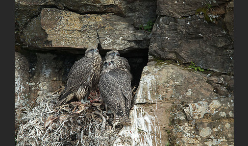 Gerfalke (Falco rusticolus)