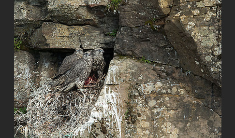 Gerfalke (Falco rusticolus)