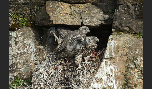 Gerfalke (Falco rusticolus)