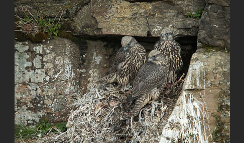 Gerfalke (Falco rusticolus)