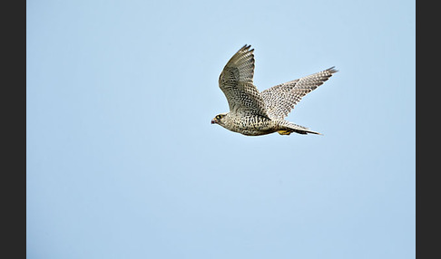 Gerfalke (Falco rusticolus)