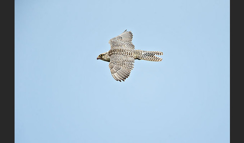 Gerfalke (Falco rusticolus)