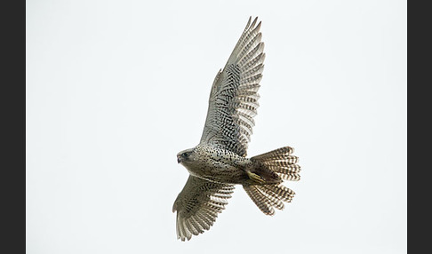 Gerfalke (Falco rusticolus)