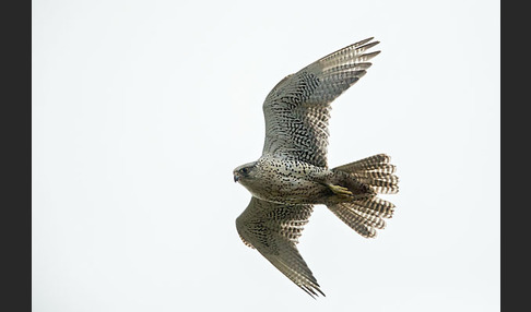 Gerfalke (Falco rusticolus)