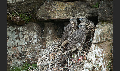 Gerfalke (Falco rusticolus)