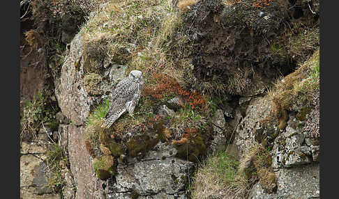 Gerfalke (Falco rusticolus)