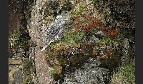 Gerfalke (Falco rusticolus)