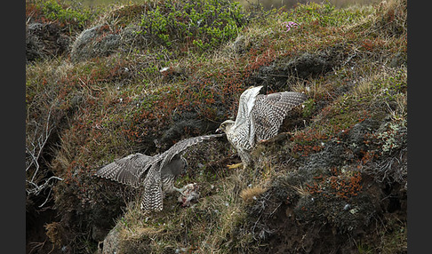 Gerfalke (Falco rusticolus)