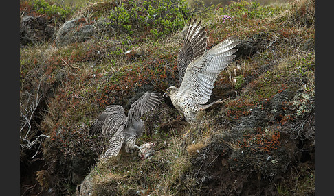 Gerfalke (Falco rusticolus)
